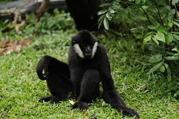Close up Monkey 
