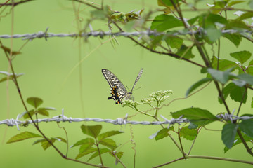 Fototapeta premium ハードロックなアゲハ蝶