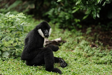 Close up Monkey 