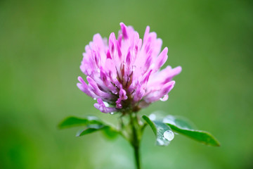 drops of dew on clover flower on a blurry green background