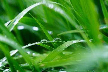 drops of dew on green grass on a blurred background