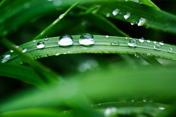 drops of dew on green grass on a blurred background