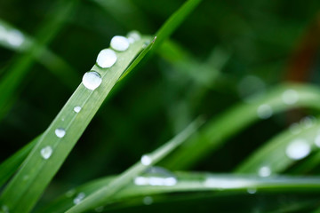 drops of dew on green grass on a blurred background