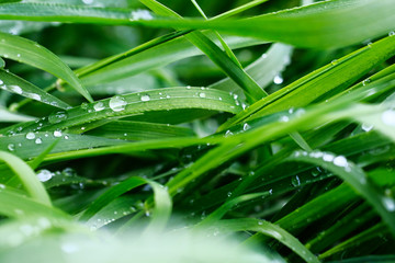 drops of dew on green grass on a blurred background