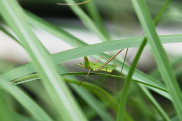 草に潜むバッタ