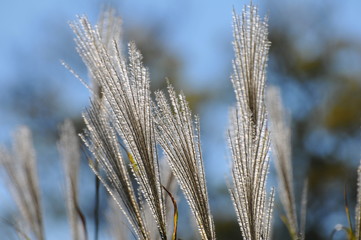 太陽の光に輝くススキです