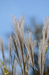太陽の光に輝くススキです