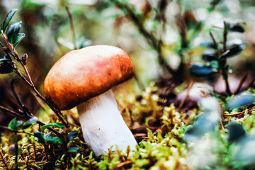 lonely mushroom among green grass