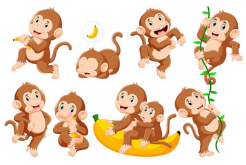 Collection of monkey in different poses