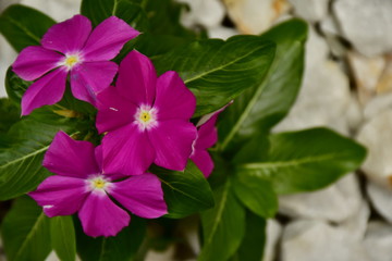 Fototapeta premium purple wild flower in a garden
