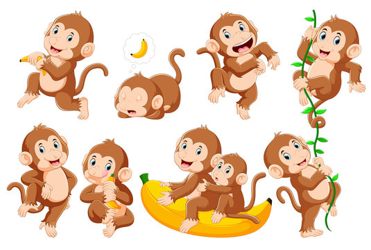 Collection of monkey in different poses