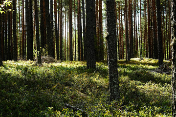 sunny forest in fine weather. road in the forest