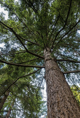 redwood tree inside park with dense branches covered with green foliage view from below
