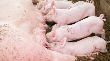 Piglets are sucking milk from the mother's breast in an organic pig farm. . Rural livestock farm