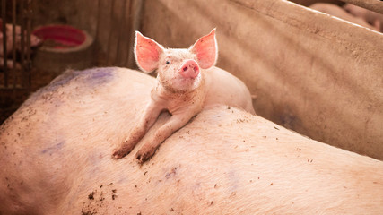 The cute piggy is climbing on the mother pig's body. And looking at the camera in an organic pig farm Organic Livestock