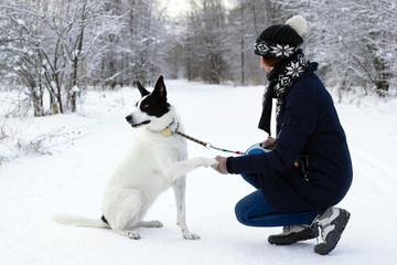 Big black-white dog is giving a paw its owner on a background of winter snowy forest.