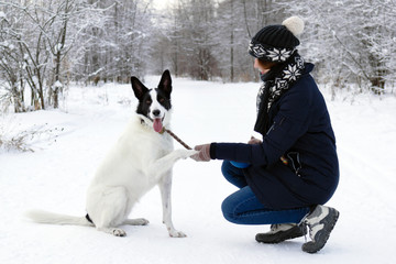 Big black-white dog is giving a paw its owner on a background of winter snowy forest.
