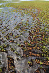 Winter crops wheat sprouts in spring time ice, agriculture background