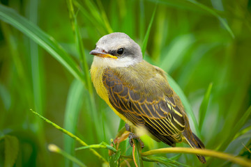 bird of prey