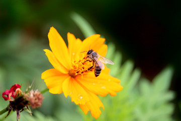 Apis mellifera commonly called the European honey bee
