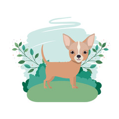 cute chihuahua dog with background landscape