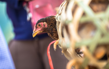 Beautiful livestock chicken rooster fowl parading its beautiful feathers