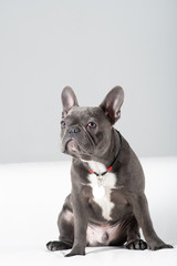 French bulldog portrait in studio on white background