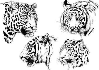 set of vector drawings on the theme of predators tigers are drawn by hand with ink tattoo logos