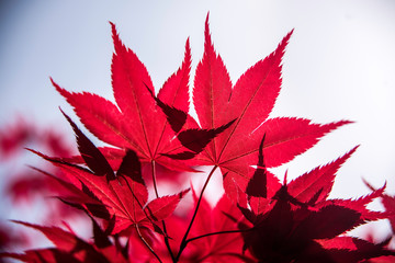 red maple leaves