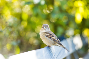 Stunning view of a house sparrow standing on a bench in a park during a beautiful sunset. Blurred green trees and bushes in the background.