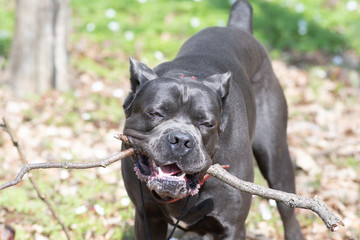 Dog cane corso with wooden stick outdoor