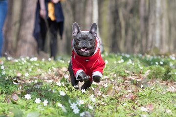 Happy french bulldog puppy outdoor playing in forest