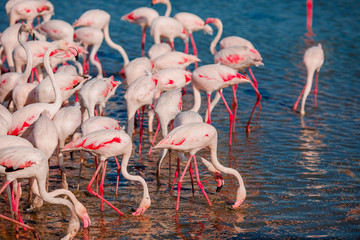 Flock of pink flamingos in nature reserve France