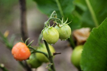 Unripe tomatoes with raindrops on a cloudy day close up