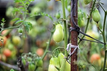 Unripe tomatoes with raindrops on a cloudy day close up