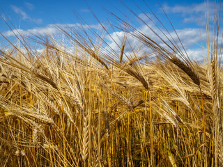 Golden wheat in the field and blue sky