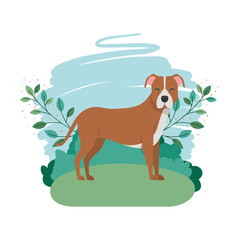 cute pitbull dog with background landscape