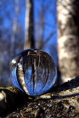 Transparent glass crystal ball in spring birch forest