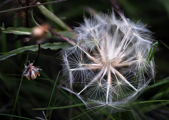 Close up, macro photo of the nice dandelion with sharp white lines 