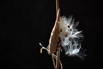 Common Milkweed Asclepias syriaca pod whith seeds
