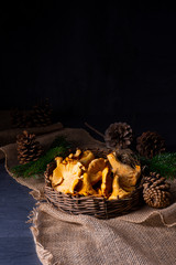 Real chanterelle, enjoyment from the forest