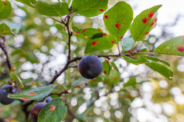 Ripe plum on the branches of a tree
