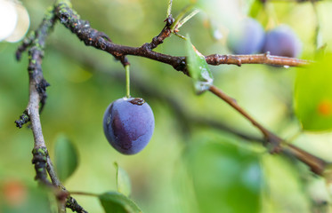 Ripe plum on the branches of a tree
