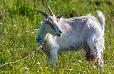 Naklejka na ściany i meble Portrait of a goat in the grass