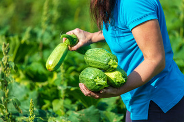 Big zucchini in the hands of the garden