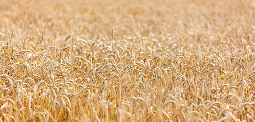 Ripe ears of wheat grow on the nature