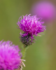 Obraz premium Flowers on a spiny plant in nature