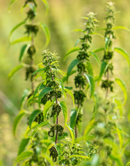 Naklejka premium Seeds on the nettle in nature