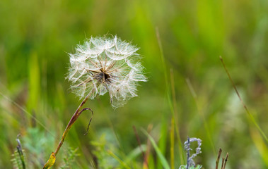 Fluff on a plant in nature