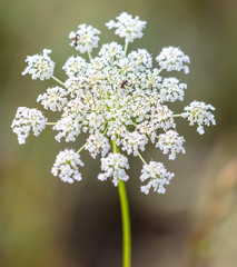 White flower on a grassy plant